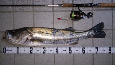 ゴールデンウイーク　シーバス調査